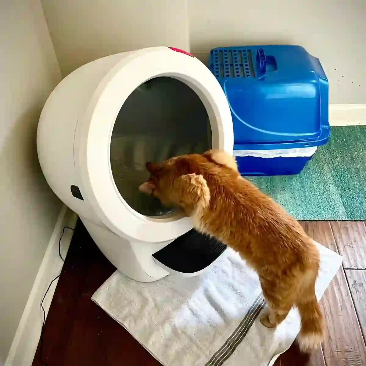 Unveiling the Best Litter for Your Litter Robot: A Comprehensive Guide